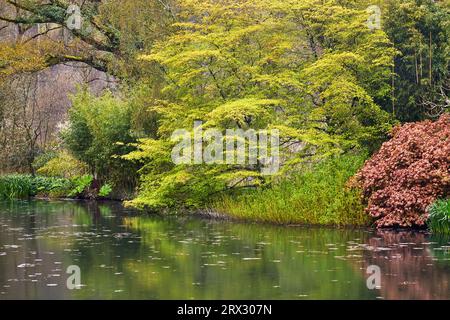 Una vista primaverile del lago al RHS Rosemoor Garden, vicino a Great Torrington, Devon, Inghilterra, Regno Unito, Europa Foto Stock