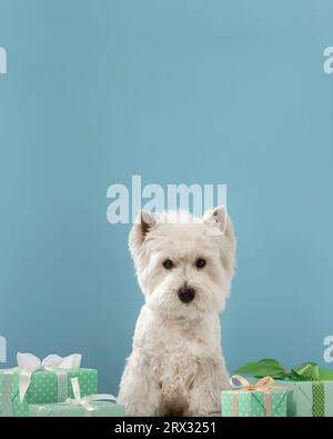 White dog West Highland White terrier, festeggia con regali. Foto di alta qualità Foto Stock