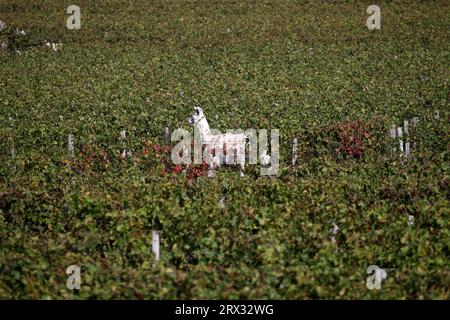 Bordeaux, Francia. 22 settembre 2023. Un lama di nome Lee passeggia nei vigneti dello Chateau Smith Haut Lafitte, un Grand Cru classé de Graves, venerdì 22 settembre 2023 a Martillac, fuori Bordeaux, Francia sud-occidentale. Foto di Bob Edme/Pool/ABACAPRESS.COM credito: Abaca Press/Alamy Live News Foto Stock