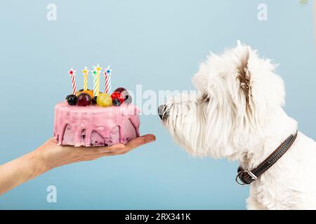 Cane carino con cappello da festa e deliziosa torta di compleanno su sfondo  blu Foto stock - Alamy