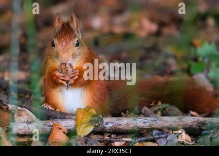 Dülmen, Münsterland, Germania. 22 settembre 2023. Uno scoiattolo rosso eurasiatico (Sciurus vulgaris) sgranchia sulle noci di faggio in fitti boschi autunnali nella campagna di Münsterland. Lo scoiattolo rosso è diminuito in numero in tutta Europa a causa della perdita di habitat e di specie invasive come lo scoiattolo grigio. Crediti: Imageplotter/Alamy Live News Foto Stock