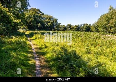 Sentiero nei campi con felci e alberi a Killarney, Kerry, Irlanda Foto Stock