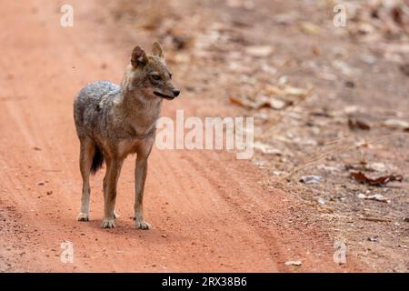Asiatic Jackal (Canis aureus), Bandhavgarh National Park, Madhya Pradesh, India, Asia Foto Stock