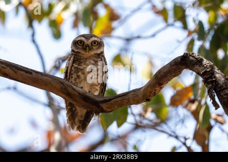 Avvistamento (Athene brama), Parco Nazionale Bandhavgarh, Madhya Pradesh, India, Asia Foto Stock