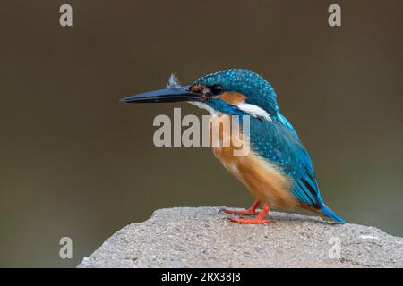 KingFisher, Bandhavgarh National Park, Madhya Pradesh, India, Asia Foto Stock