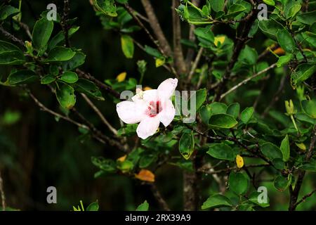 Fiore di ibisco singolo che fiorisce tra le foglie del ramo Foto Stock