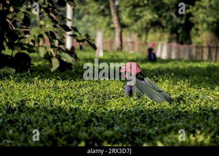 Lavoratrice del tè che raccoglie foglie di tè dalla piantagione di tè. Questa foto è stata scattata da Chittagong, Bangladesh. Foto Stock