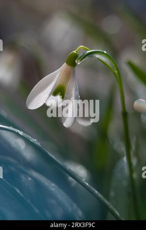 Un primo piano di nevicate in fiore, Mosca, Russia Foto Stock