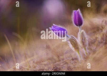 Pasqueflowers orientali, Pulsatilla patens fiore viola primo piano: Bellezza nella natura, fragilità, crescita, concentrazione selettiva. Foto Stock