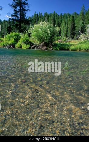 East Fork Rock Creek, Beaverhead-Deerlodge National Forest, Montana Foto Stock