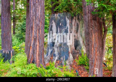 Sequoie giganti al Gualala Arts Center di Gualala, California, una comunità costiera lungo la strada statale 1 della California sulla costa settentrionale del pacifico Foto Stock