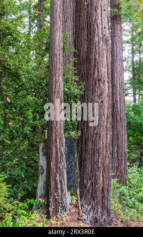 Sequoie giganti al Gualala Arts Center di Gualala, California, una comunità costiera lungo la strada statale 1 della California sulla costa settentrionale del pacifico Foto Stock