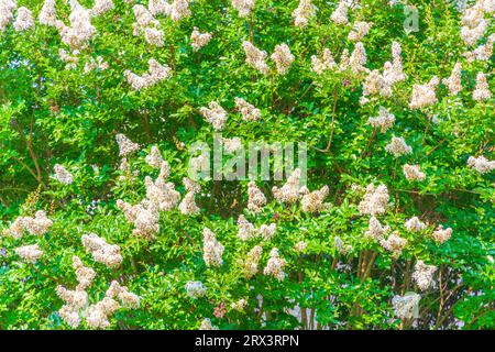 Natchez Crepe Myrtle Tree in Bloom in Garden in Madison, MS. Foto Stock