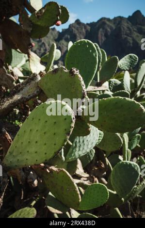 Foto verticale - primo piano di Opuntia microdasys ali d'angelo o di coniglio orecchie cactus nella natura selvaggia con colline sullo sfondo. Foto Stock