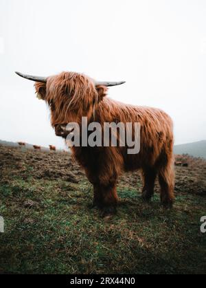 Ritratto ravvicinato del vitello peloso delle Highland scozzesi con clima freddo - autunno. Splendidi bovini delle Highland su pascoli verdi e lookin Foto Stock