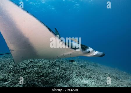 reef manta ray, Mobula alfredi, che viene ripulito dai parassiti da avvolgile endemiche, Thalassoma duperrey, Keauhou, South Kona, Hawaii, USA Foto Stock