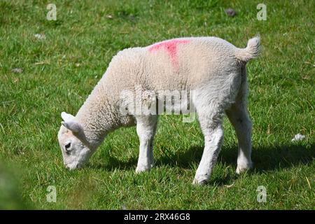 Un giovane agnello che pascolava in un campo nel Galles del Nord, Regno Unito Foto Stock