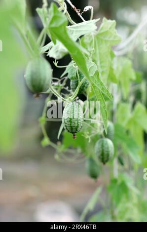 Melothria scabra, comunemente nota come pepquinos o cetriolo acido messicano. Il concetto di coltivare il proprio cibo biologico. Foto Stock