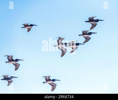 Lompoc, CA, USA - 19 settembre 2023: Un gregge di pellicani marroni (Pelecanus occidentalis) vola lungo la costa al Jalama Beach County Park a Lompoc. Foto Stock