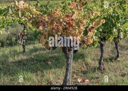 Vigneti di cespuglio nell'Autum nella regione delle Cotes du Rhone con uve mature Foto Stock