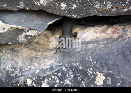 Lucertola nera che strizza tra due rocce sul muro Foto Stock