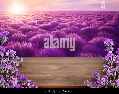Ponte in legno tra un fiorente campo di lavanda al tramonto. Spazio per il testo Foto Stock