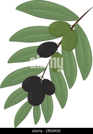 Rametto di olivo con foglie e olive nere e verdi illustrazione vettoriale Illustrazione Vettoriale