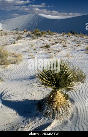Yucca sulla duna al backcountry camp loop, White Sands National Monument, Nuovo Messico Foto Stock