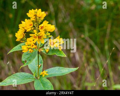 Texture sfondo pianta fiori giallo oro loosestrife, primo piano. Lysimachia vulgaris piccoli fiori nella foresta con spazio di copia, fuoco selettivo. Foto Stock