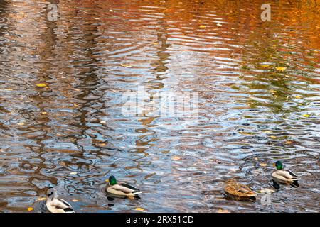 anatre mallard su un'acqua in uno stagno scuro con foglie fluttuanti d'autunno o d'autunno, vista dall'alto. Bella natura autunnale . Foto Stock
