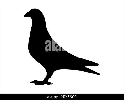 Pigeon silhouette grafica vettoriale sfondo bianco Illustrazione Vettoriale