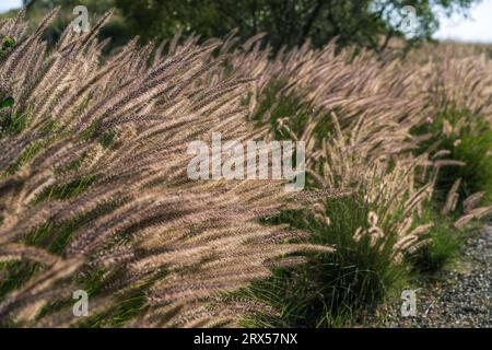 Pennisetum alopecuroides Hameln, conosciuta anche come Fontana di erba Foto Stock