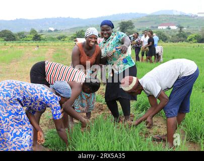 Abuja, 19 settembre. 6 dicembre 2022. I dipendenti locali raccolgono piantine di riso presso il Nigerian Agricultural Technology Demonstration Center di Abuja, Nigeria, 19 settembre 2023. Il Centro dimostrativo di tecnologia agricola nigeriana, assistito dalla Cina, si trova nel CGCOC Agriculture Abuja High-tech Industrial Park di Abuja. La costruzione del progetto è iniziata nel marzo 2021 e completata nel settembre 2022. La Cina ha consegnato il progetto alla Nigeria il 6 dicembre 2022. Crediti: Dong Jianghui/Xinhua/Alamy Live News Foto Stock