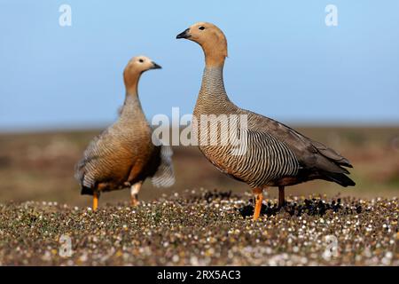 Ruddy Headed Goose, Chloephaga rubidiceps, uccelli adulti che abbinano bleaker Island, Falkland Islands November Foto Stock