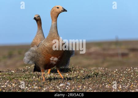 Ruddy Headed Goose, Chloephaga rubidiceps, uccelli adulti che abbinano bleaker Island, Falkland Islands November Foto Stock