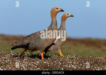 Ruddy Headed Goose, Chloephaga rubidiceps, uccelli adulti che abbinano bleaker Island, Falkland Islands November Foto Stock