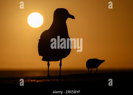 Herring Gull, Larus argentatus Norfolk Foto Stock