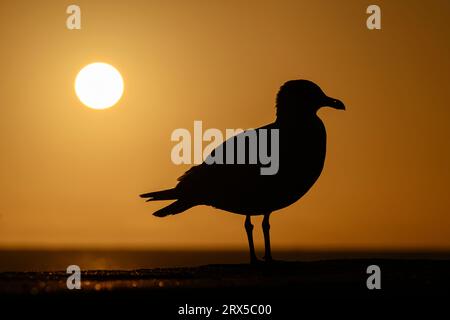 Herring Gull, Larus argentatus Norfolk Foto Stock