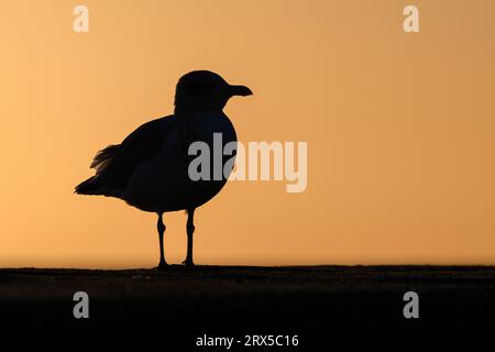 Herring Gull, Larus argentatus Norfolk Foto Stock