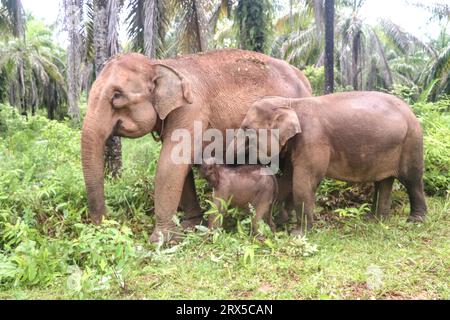 Aceh Barat, Indonesia. 23 settembre 2023. Una bambina elefante di Sumatra si trova vicino alla madre e al fratello presso la Conservation Rescue Unit (CRU) alue Kuyun nel distretto di Aceh Barat nella provincia di Aceh, Indonesia, il 23 settembre 2023. Crediti: Yulham/Xinhua/Alamy Live News Foto Stock