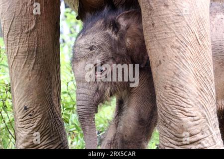 Aceh Barat, Indonesia. 23 settembre 2023. Una bambina elefante di Sumatra si trova vicino a sua madre presso la Conservation Rescue Unit (CRU) alue Kuyun nel distretto di Aceh Barat nella provincia di Aceh, Indonesia, il 23 settembre 2023. Crediti: Yulham/Xinhua/Alamy Live News Foto Stock