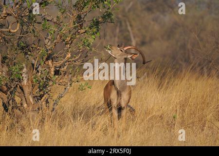 Una volta maturo maschio grande Kudu vivrà vite indipendenti. Foto Stock