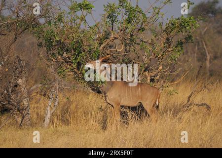 Una volta maturo maschio grande Kudu vivrà vite indipendenti. Foto Stock