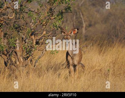 Una volta maturo maschio grande Kudu vivrà vite indipendenti. Foto Stock