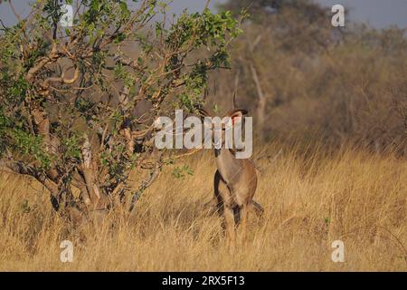 Una volta maturo maschio grande Kudu vivrà vite indipendenti. Foto Stock