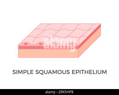 Semplice epitelio squamoso. Tipi di tessuto epiteliale. Un singolo strato di pavimentazione come cellule che allineano i vasi sanguigni e le cavità corporee. Vettore Illustrazione Vettoriale