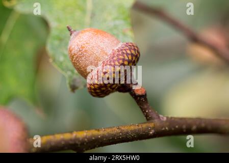 Ghiande marroni di quercia (Quercus rubra) sulla messa a fuoco selettiva per primo piano ramoscello Foto Stock