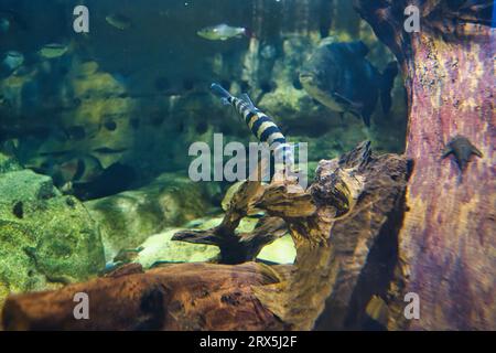 Leporinus affinis è una specie di Leporinus ampiamente diffusa nel bacino del Rio delle Amazzoni in Sud America. Foto Stock