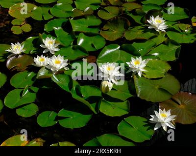 Laghetto di ninfee con ninfee bianche, ninfee europee (Nymphaea alba), laghetto di ninfee con ninfee bianche, ninfee bianche Foto Stock