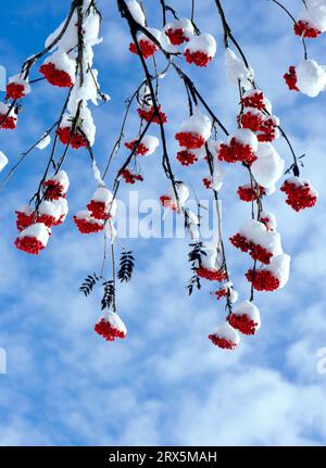 Rowan o cenere di montagna, rowan europeo (Sorbus aucuparia), cotogna o crametsberry Foto Stock